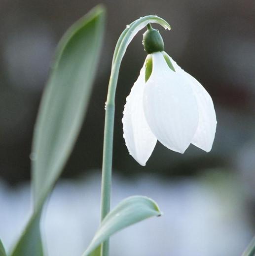 Galanthus Elwesii,Greater Snowdrop, Giant Snowdrop, Elwes's Snowdrop, Galanthus graecus Orph. ex Boiss., early flowering bulb, winter bulb, white flowering bulb